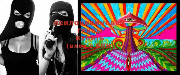 ГАЛЛЮЦИНОГЕННЫЕ ГРИБЫ Ельня